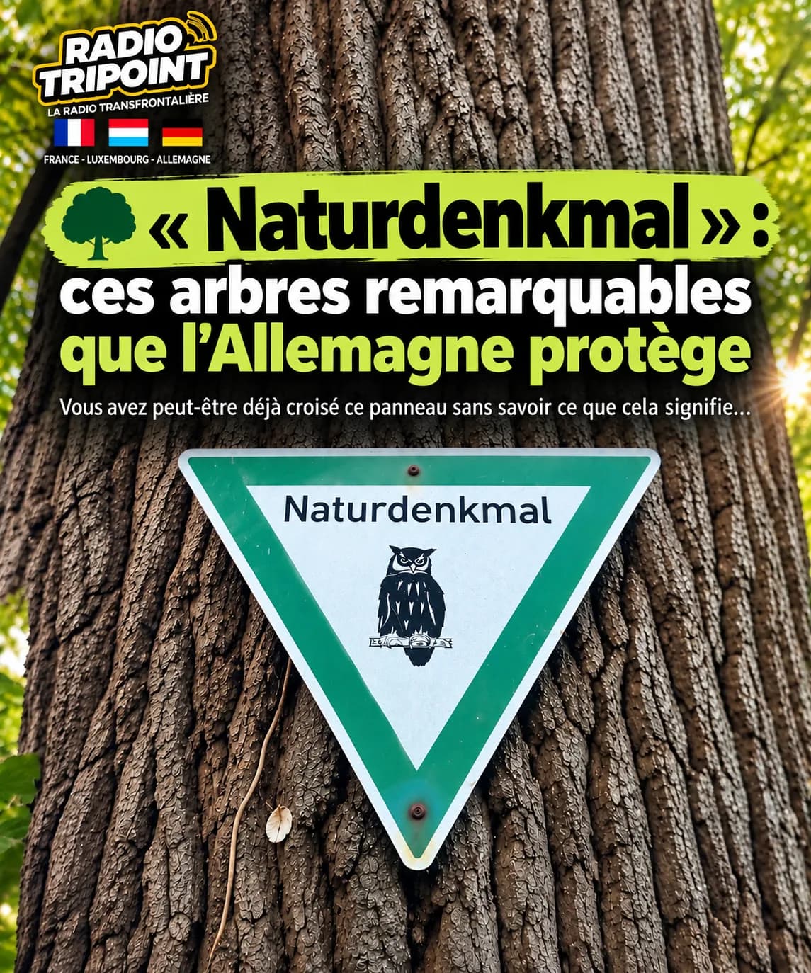 Visuel « Naturdenkmal : ces arbres remarquables que l'Allemagne protège » : un panneau triangulaire vert et blanc avec une chouette, fixé sur un tronc d'arbre.